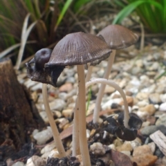 Coprinellus etc. (An Inkcap) at Aranda, ACT - 29 Mar 2014 by JanetRussell