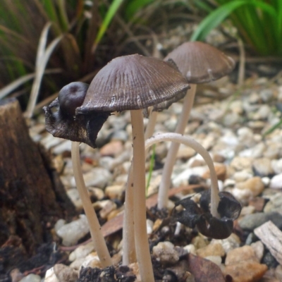 Coprinellus etc. (An Inkcap) at Aranda, ACT - 29 Mar 2014 by JanetRussell