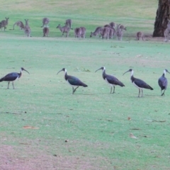 Threskiornis spinicollis (Straw-necked Ibis) at Federal Golf Course - 23 Jan 2020 by JackyF