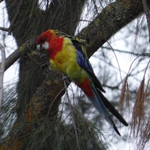 Platycercus eximius at Garran, ACT - 23 Jan 2020