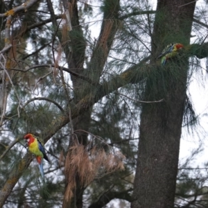 Platycercus eximius at Garran, ACT - 23 Jan 2020