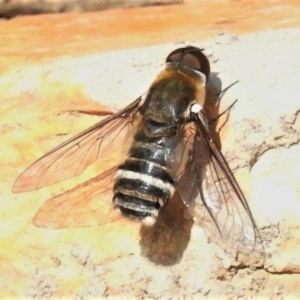 Villa sp. (genus) at Amaroo, ACT - 21 Jan 2020