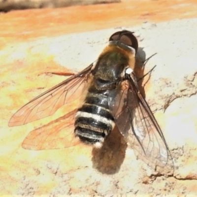 Villa sp. (genus) (Unidentified Villa bee fly) at Amaroo, ACT - 21 Jan 2020 by JohnBundock