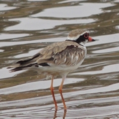 Charadrius melanops (Black-fronted Dotterel) at Point Hut Pond - 22 Jan 2020 by michaelb