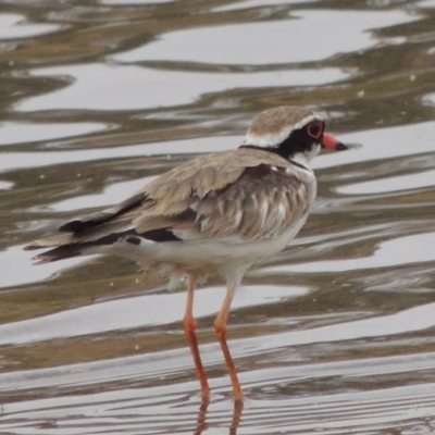 Charadrius melanops (Black-fronted Dotterel) at Gordon, ACT - 22 Jan 2020 by michaelb