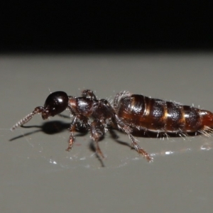 Tiphiidae (family) at Acton, ACT - 17 Jan 2020