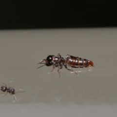 Tiphiidae (family) at Acton, ACT - 17 Jan 2020