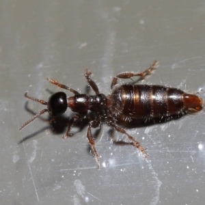 Tiphiidae (family) at Acton, ACT - 17 Jan 2020