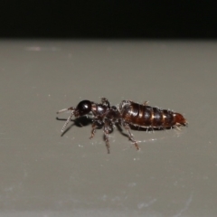 Tiphiidae (family) at Acton, ACT - 17 Jan 2020