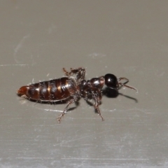 Tiphiidae (family) at Acton, ACT - 17 Jan 2020 12:38 PM