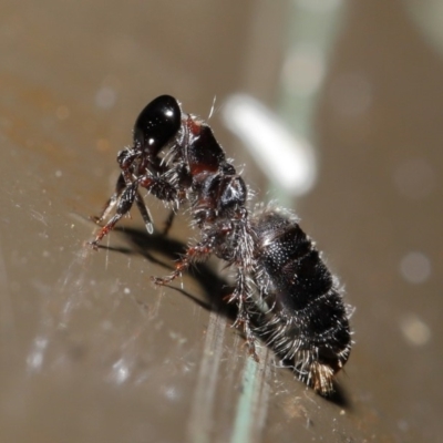 Tiphiidae (family) (Unidentified Smooth flower wasp) at Acton, ACT - 19 Jan 2020 by TimL