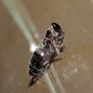 Tiphiidae (family) at Acton, ACT - 19 Jan 2020 12:29 PM