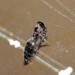 Tiphiidae (family) at Acton, ACT - 19 Jan 2020