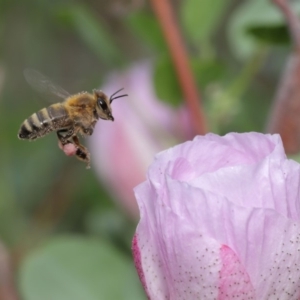 Apis mellifera at Hackett, ACT - 17 Jan 2020