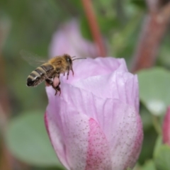 Apis mellifera at Hackett, ACT - 17 Jan 2020 11:20 AM