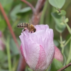 Apis mellifera at Hackett, ACT - 17 Jan 2020 11:20 AM