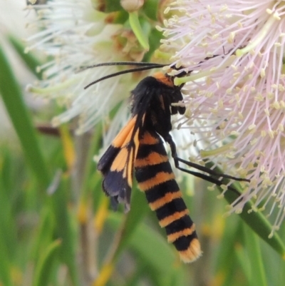 Amata (genus) (Handmaiden Moth) at Tennent, ACT - 15 Dec 2019 by michaelb