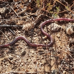 Anilios nigrescens (Blackish Blind Snake) at Molonglo River Reserve - 21 Jan 2020 by Kliston