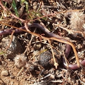 Anilios nigrescens at Molonglo River Reserve - 22 Jan 2020