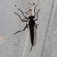 Cerdistus sp. (genus) (Yellow Slender Robber Fly) at Flynn, ACT - 23 Jan 2020 by Christine