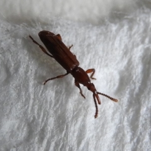 Cordus sp. (genus) at Flynn, ACT - 23 Jan 2020