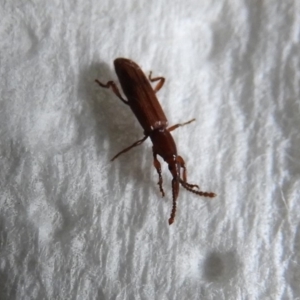 Cordus sp. (genus) at Flynn, ACT - 23 Jan 2020