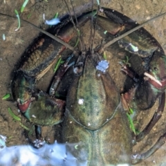 Cherax destructor (Common Yabby) at ANBG - 21 Jan 2020 by HelenCross