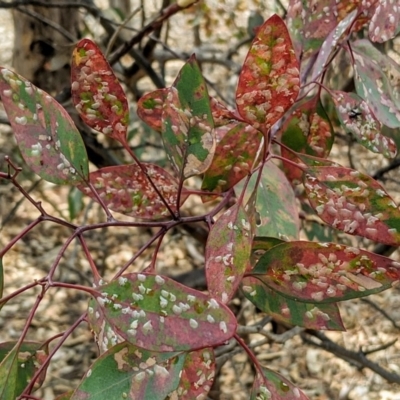 Cardiaspina albitextura (White Lace Lerp) at Watson, ACT - 21 Jan 2020 by HelenCross