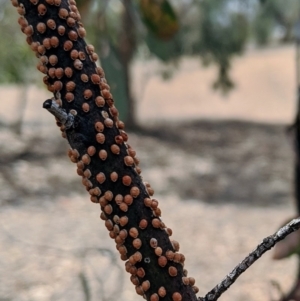 Eriococcus coriaceus at Watson, ACT - 21 Jan 2020