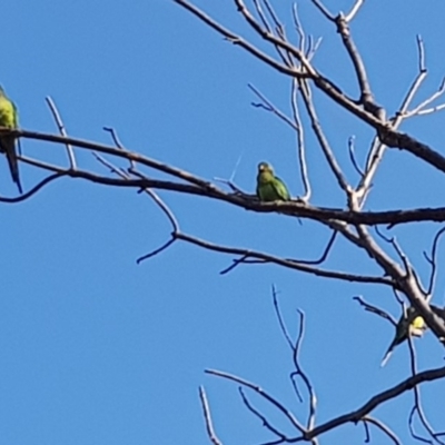 Polytelis swainsonii (Superb Parrot) at Stirling Park - 21 Jan 2020 by jpittock