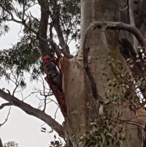 Callocephalon fimbriatum at Yarralumla, ACT - suppressed