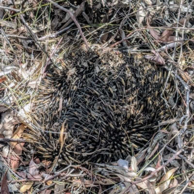 Tachyglossus aculeatus (Short-beaked Echidna) at Cooleman Ridge - 24 Jan 2020 by HelenCross