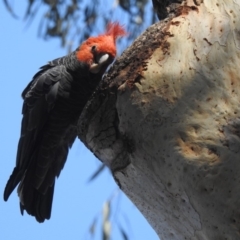 Callocephalon fimbriatum (Gang-gang Cockatoo) at GG179 - 24 Jan 2020 by HelenCross