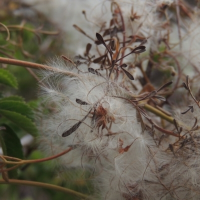 Clematis leptophylla (Small-leaf Clematis, Old Man's Beard) at Tennent, ACT - 15 Dec 2019 by michaelb