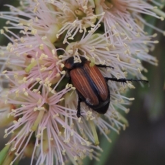 Phyllotocus marginipennis (Nectar scarab) at Tennent, ACT - 15 Dec 2019 by michaelb