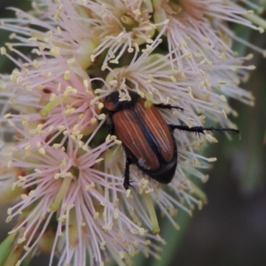 Phyllotocus marginipennis at Tennent, ACT - 15 Dec 2019 07:03 PM