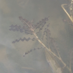 Potamogeton crispus (Curly Pondweed) at Tennent, ACT - 15 Dec 2019 by michaelb