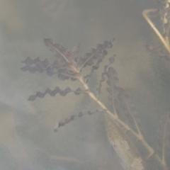 Potamogeton crispus (Curly Pondweed) at Tennent, ACT - 15 Dec 2019 by MichaelBedingfield