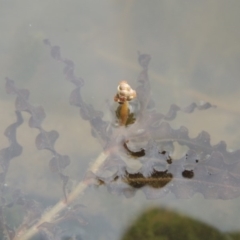 Potamogeton crispus at Tennent, ACT - 15 Dec 2019