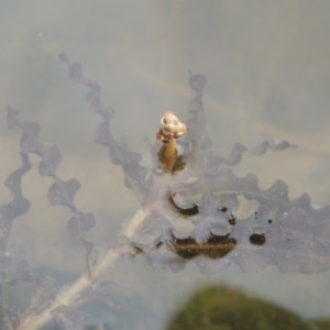 Potamogeton crispus at Tennent, ACT - 15 Dec 2019