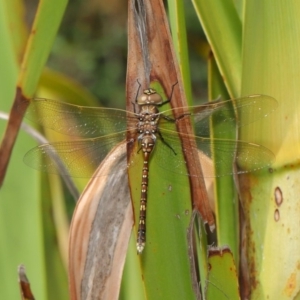 Adversaeschna brevistyla at Acton, ACT - 16 Jan 2020