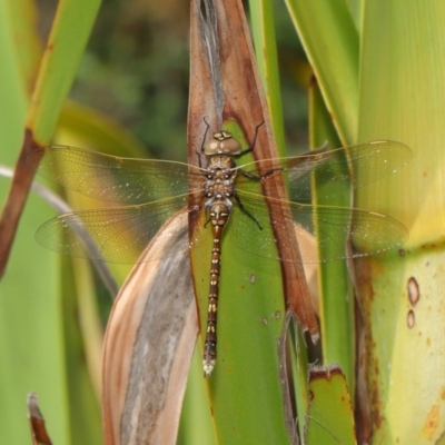 Adversaeschna brevistyla (Blue-spotted Hawker) at Acton, ACT - 15 Jan 2020 by TimL