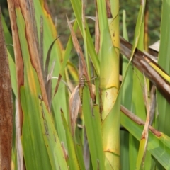 Adversaeschna brevistyla at Acton, ACT - 16 Jan 2020