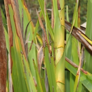 Adversaeschna brevistyla at Acton, ACT - 16 Jan 2020