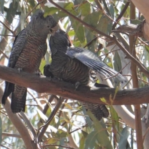 Callocephalon fimbriatum at Hughes, ACT - suppressed