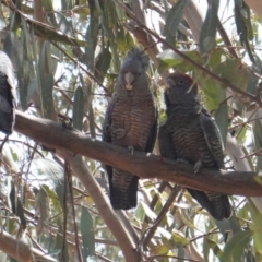 Callocephalon fimbriatum at Hughes, ACT - 25 Jan 2020