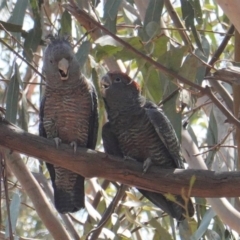 Callocephalon fimbriatum at Hughes, ACT - suppressed