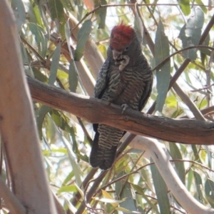 Callocephalon fimbriatum at Hughes, ACT - suppressed