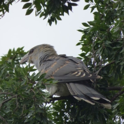 Scythrops novaehollandiae (Channel-billed Cuckoo) at Bega, NSW - 25 Jan 2020 by JackieLambert
