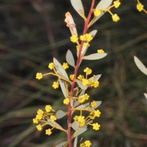 Acacia buxifolia subsp. buxifolia at Acton, ACT - 23 Aug 2019